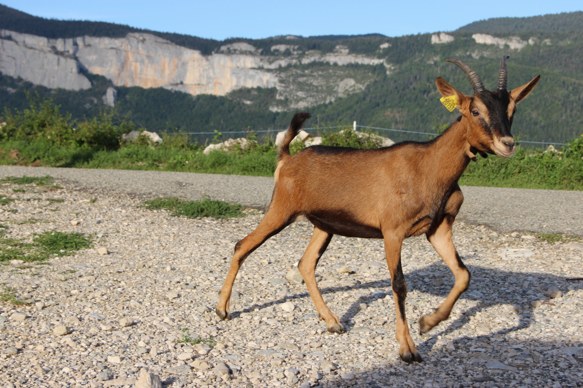 Les chèvres de la chèvrerie du Bard